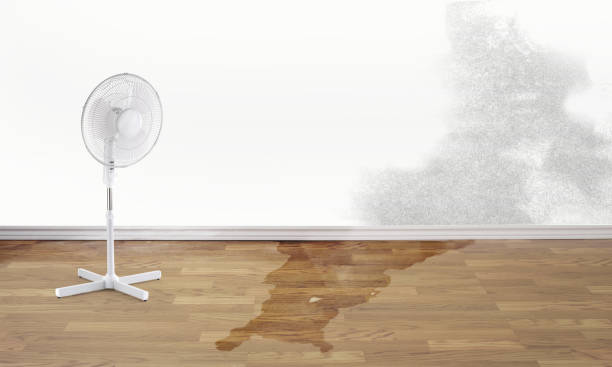 Best Flood damage cleanup  in Gasport, NY
